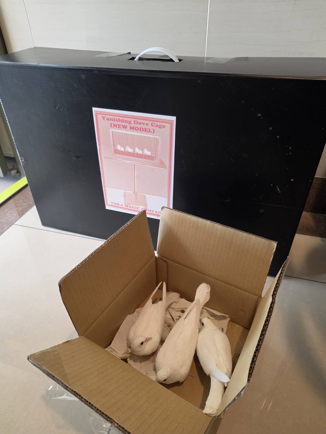 紙箱裡三隻白色幼鳥，後方是黑色的道具箱