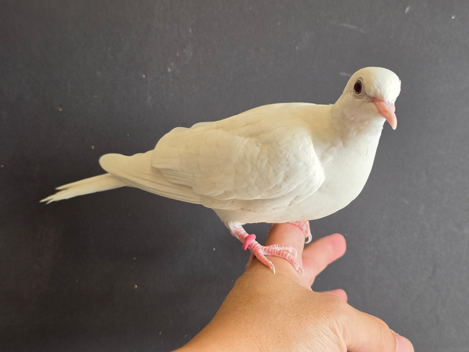 站在手指上的白斑鳩 F2
